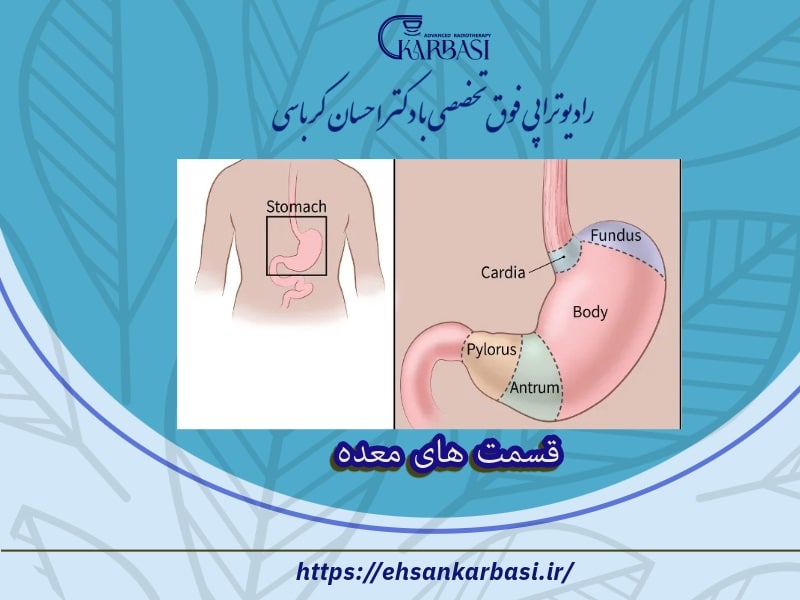 قسمت های معده
